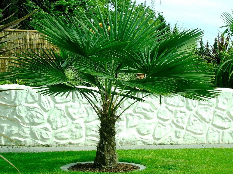 trachycarpus-palm-2_1.jpg