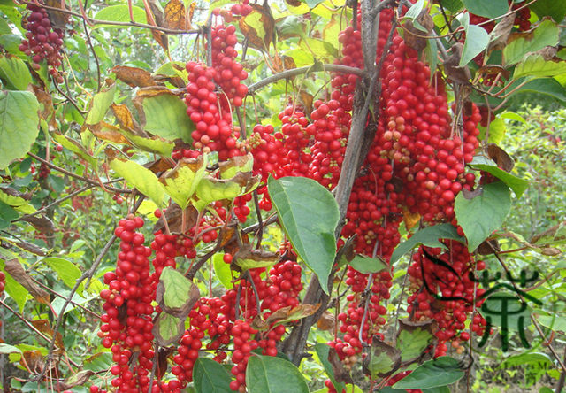 deciduous-woody-vine-schisandra-chinensis-seeds-500pcs-china-five-flavor-berry-seed-health-care-magnolia_jpg_640x640q90.jpg