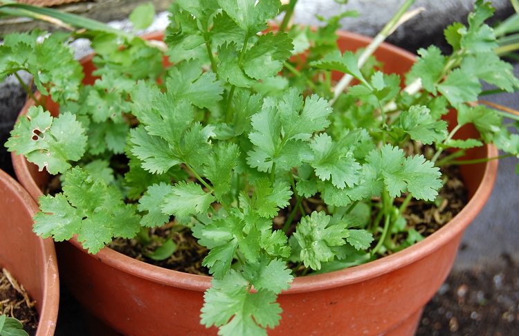 growing-coriander-in-pot.jpg