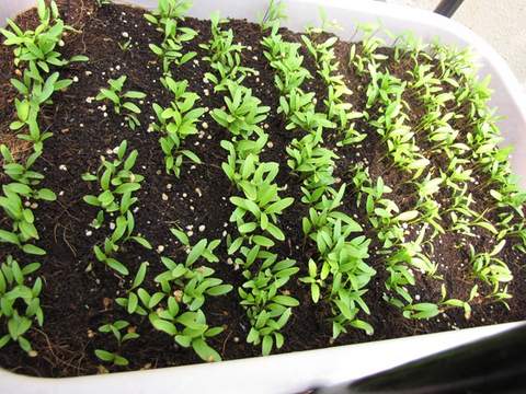 growing-coriander-seedlings-germinated.jpg