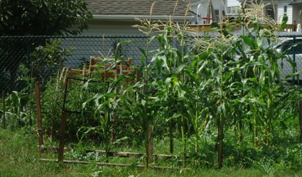 Corn_growing_in_a_backyard_garden_in_New_Jersey.jpg