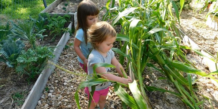 how-to-plant-corn-in-a-small-garden.jpg