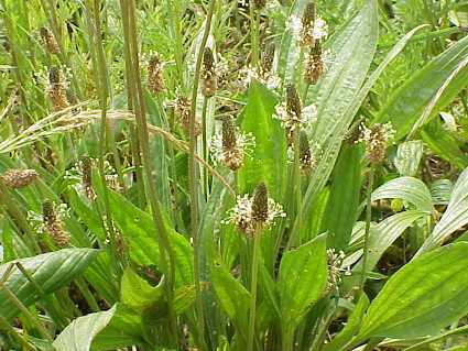 Plantago_lanceolata1.jpg