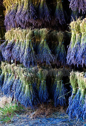 drying-lavender-lavandula-angustifolia-vaucluse-provence-alpes-cote-df00t8.jpg