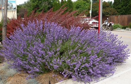 lavender-hidcote.jpg