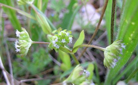 valerianella_locusta.jpg