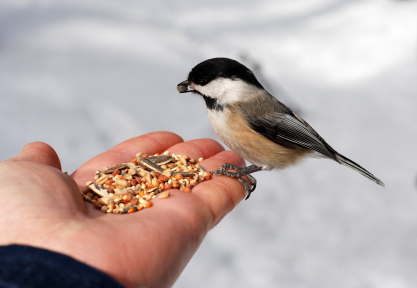 hand feeing chickadee.jpg