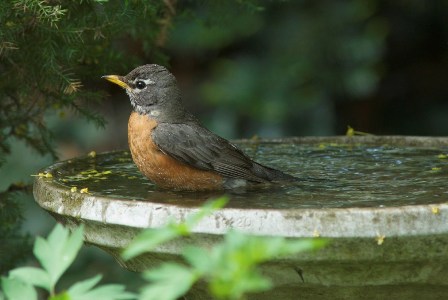 robin-in-birdbath-istock.jpg