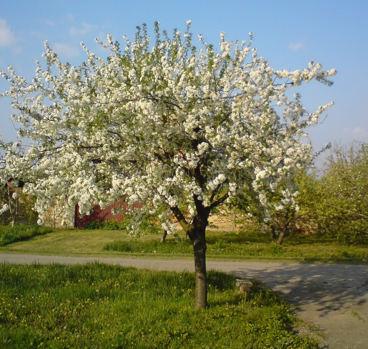 1200px-blooming_sour_cherry_tree.jpg