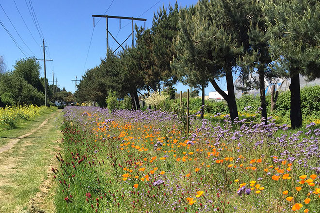 pollination-corridor-richmond-full-width-place.jpg