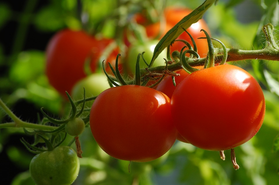 tomato-2643774_960_720.jpg