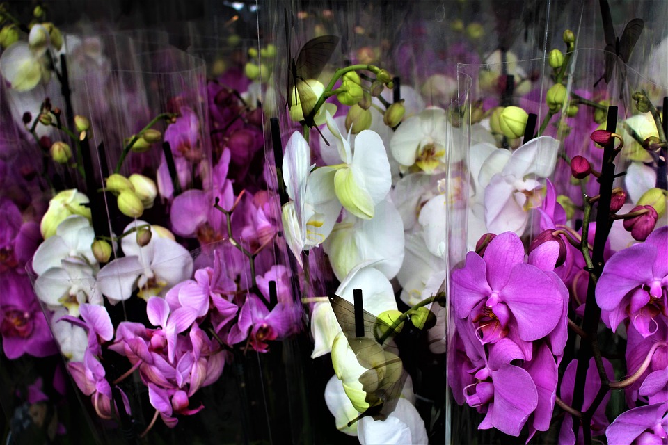 orchid-2929855_960_720.jpg