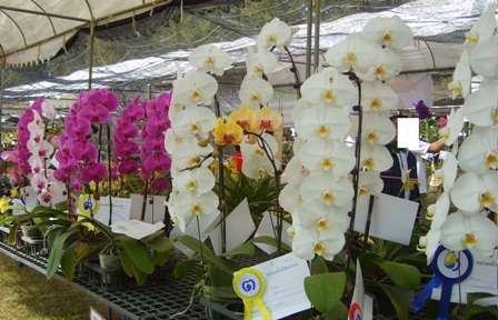 Phalaenopsis Orchid Flower Picture 03.JPG