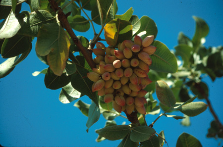 pistachio-1.jpg
