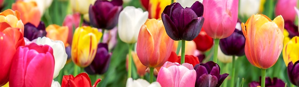 tulip-3365630_960_720.jpg