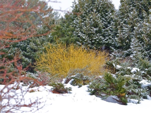 winter-garden-color.jpg