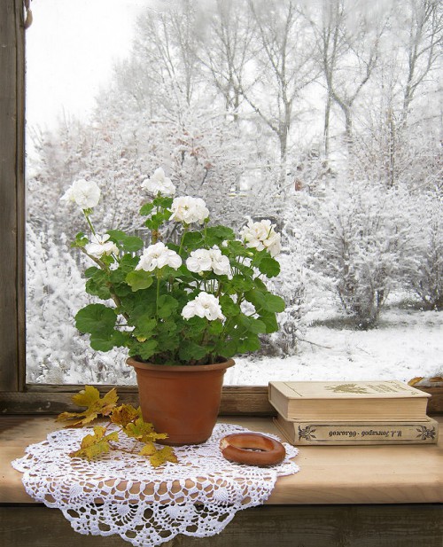 winter-care-of-indoor-plants-e1449464118124.jpg
