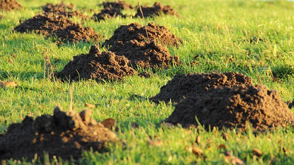 molehill-231386_340.jpg