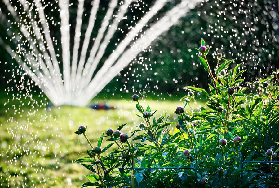 garden-sprinkler-irrigation-watering-shutterstock-com_12922.jpg