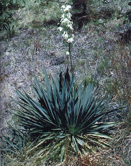 Yucca-filamentosa.jpg