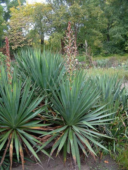 Yucca-recurvifolia-BoGa-FFM.JPG