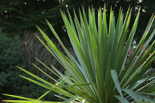 yucca-recurvifolia-ras-11-2008-04-gpp.jpg