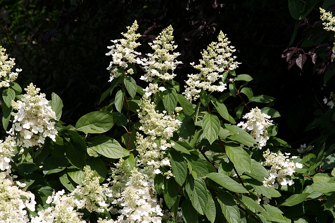 hydrangea_paniculata_img_6629.JPG