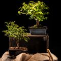 A bonsai titkai: A művészet és gondozás összhangja