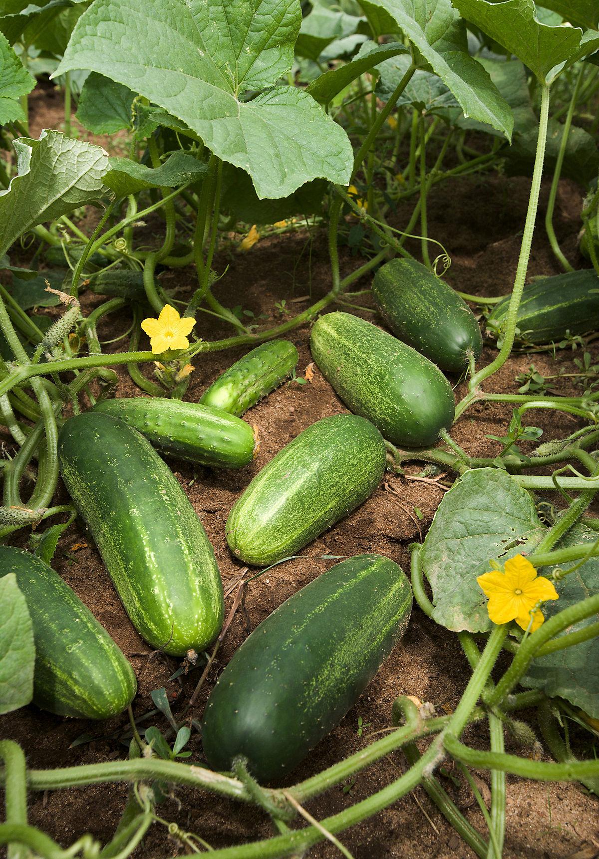 1200px-ars_cucumber.jpg