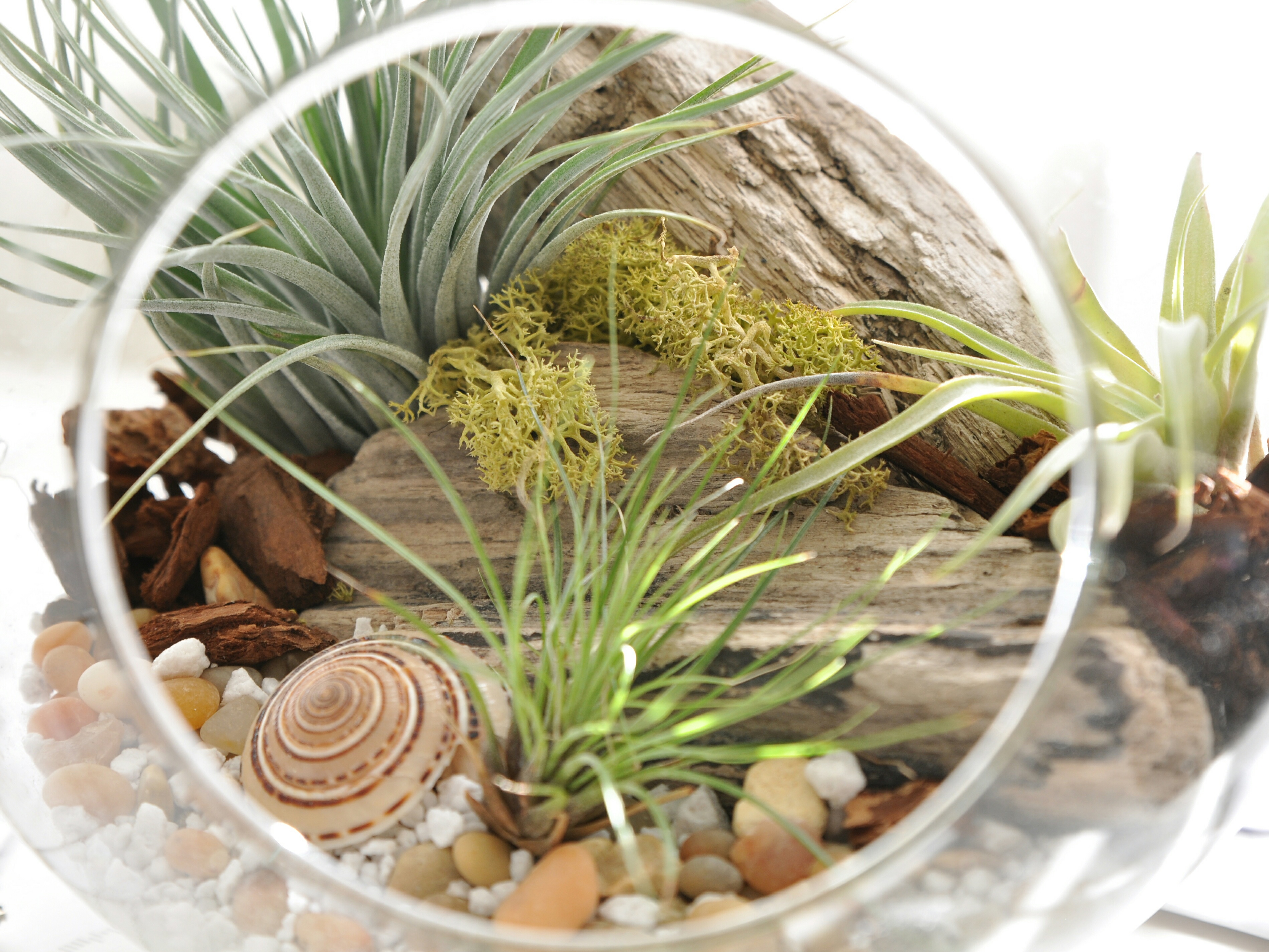 close-up-plant.jpg