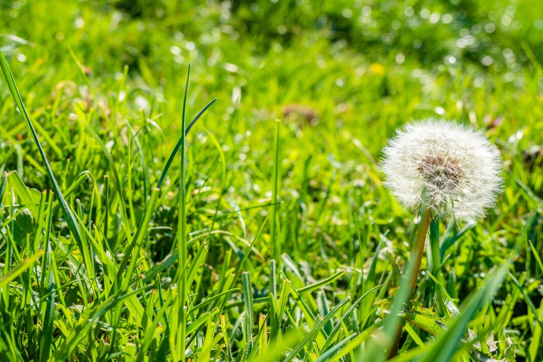 common-dandelion-green-grass_181624-27723.jpg