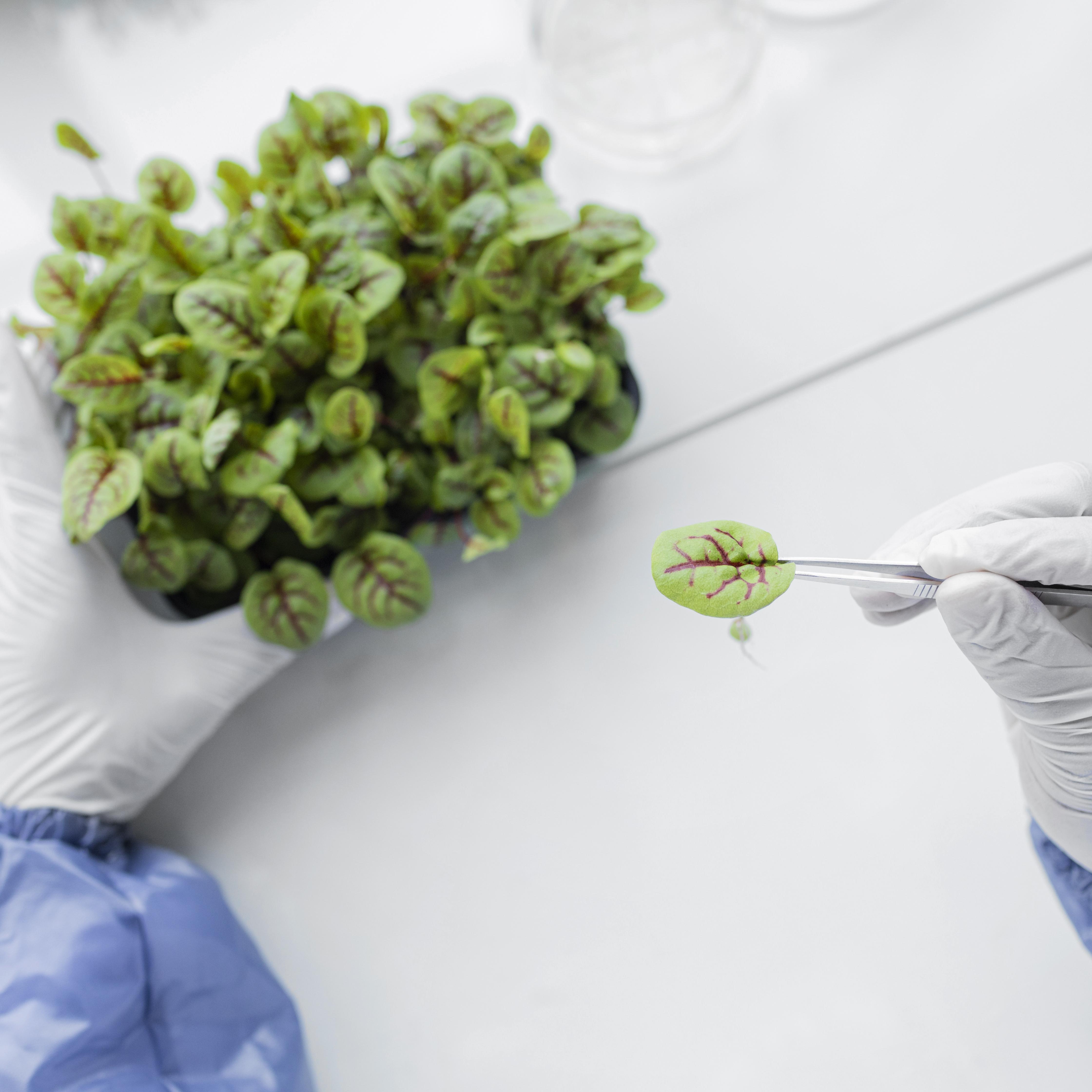 researcher-analyzing-plant-biotechnology-laboratory.jpg