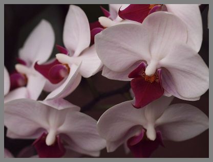 P1084974_orchidea4.jpg
