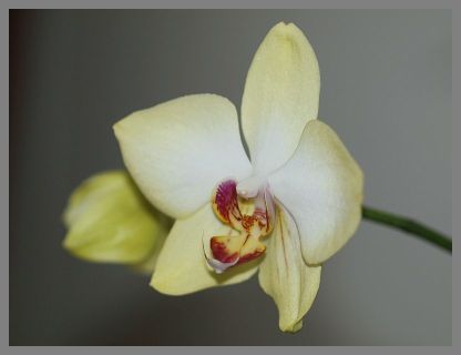 P2025458_orchidea3.jpg