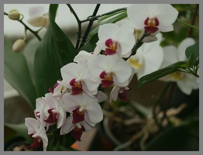 P2105725_orchidea1.jpg