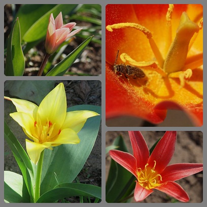 márciusi5_tulipán.jpg