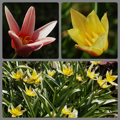 tulipán3.jpg