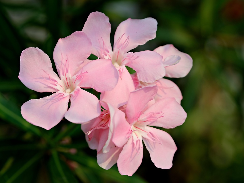 oleander-9014236_960_720.jpg