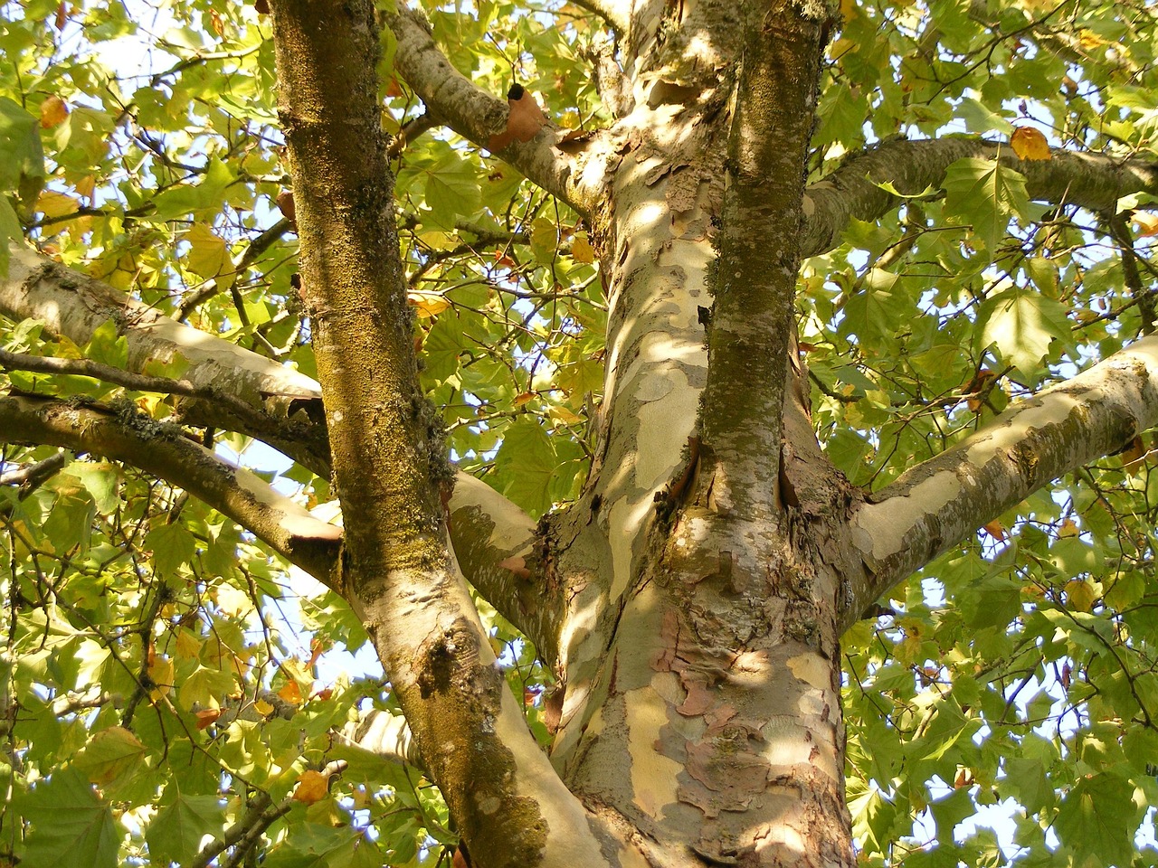 plane-tree-511483_1280.jpg