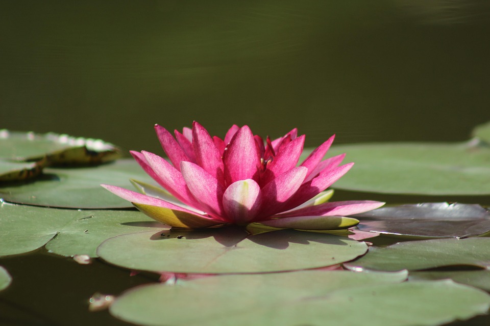water-lilies-1025523_960_720.jpg