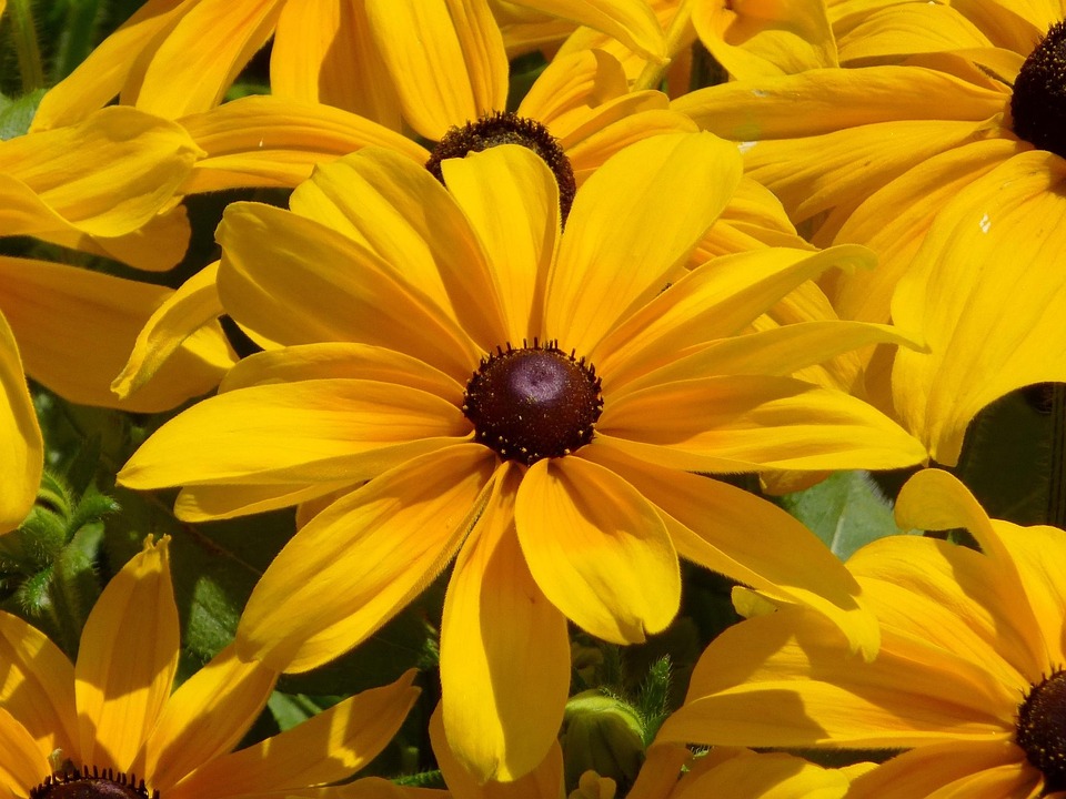 yellow-flower-839746_960_720.jpg