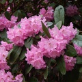 Rhododendron virágzása