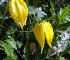 clematis_tangutica.jpg