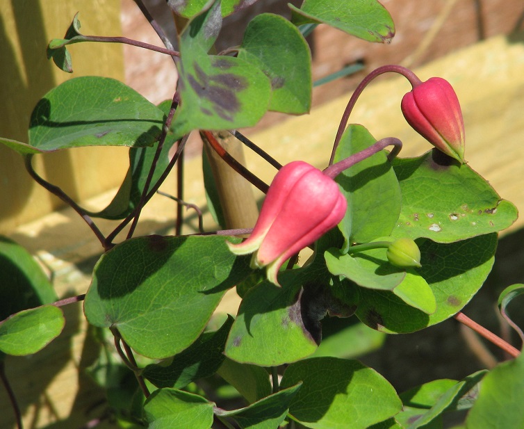 clematis_texensis_2.jpg