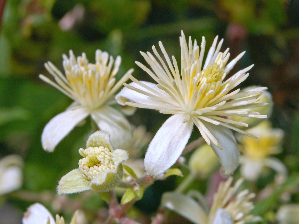 clematis_vitalba_2.JPG