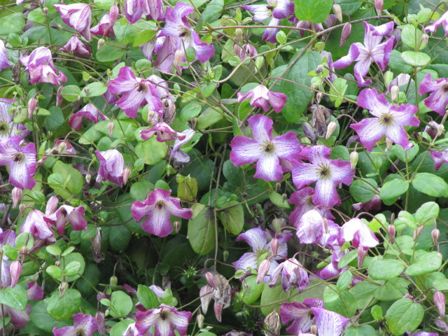 clematis_viticella.jpg