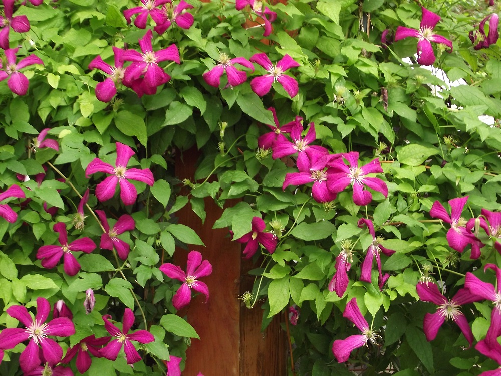 itthoni_clematis.jpg