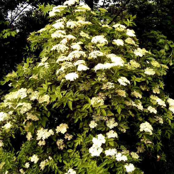 sambucus_nigra-busch.jpg