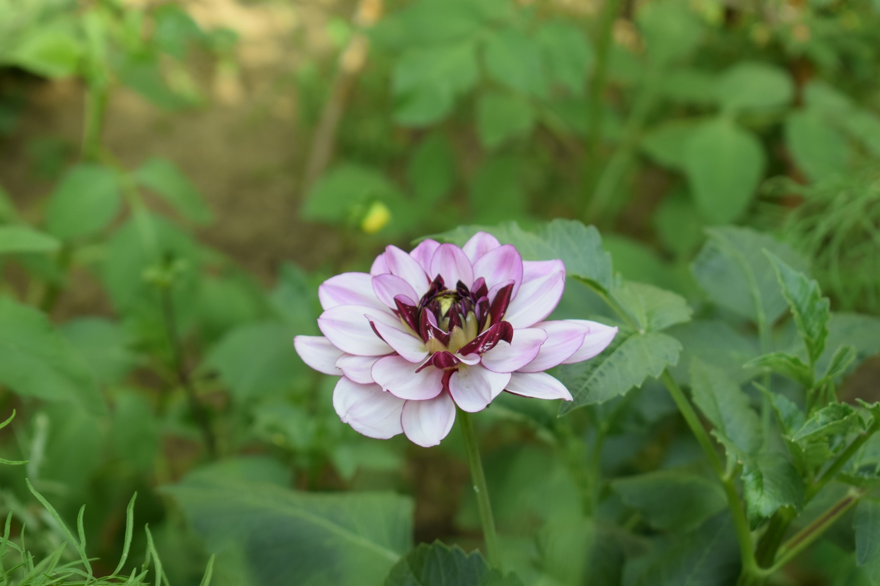 dsc_0209.JPG