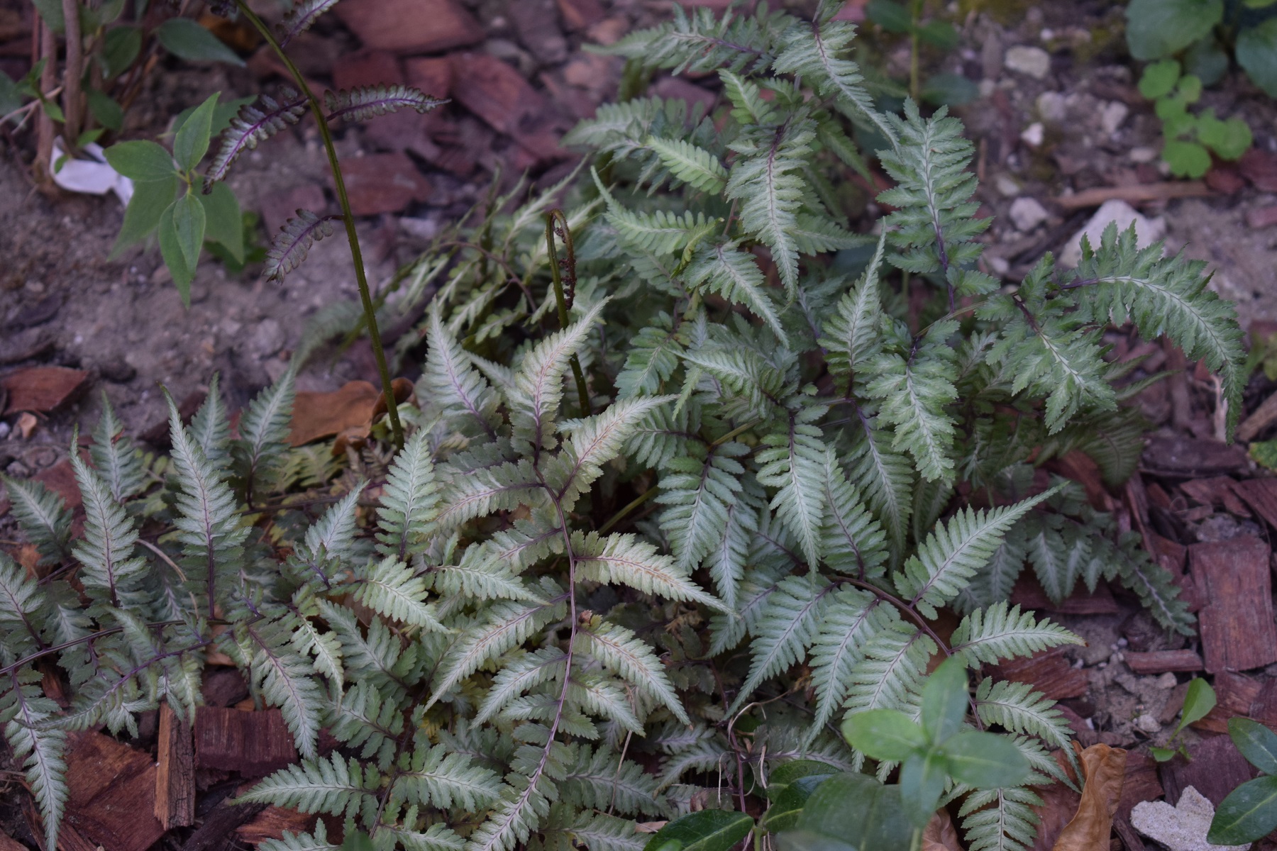 dsc_0422.jpg